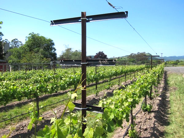 Training-and-Trellising-600