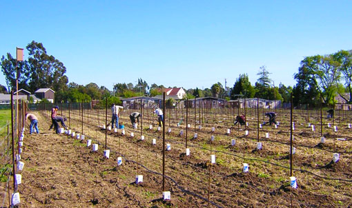 Young vines are planted with grow tubes to protect them